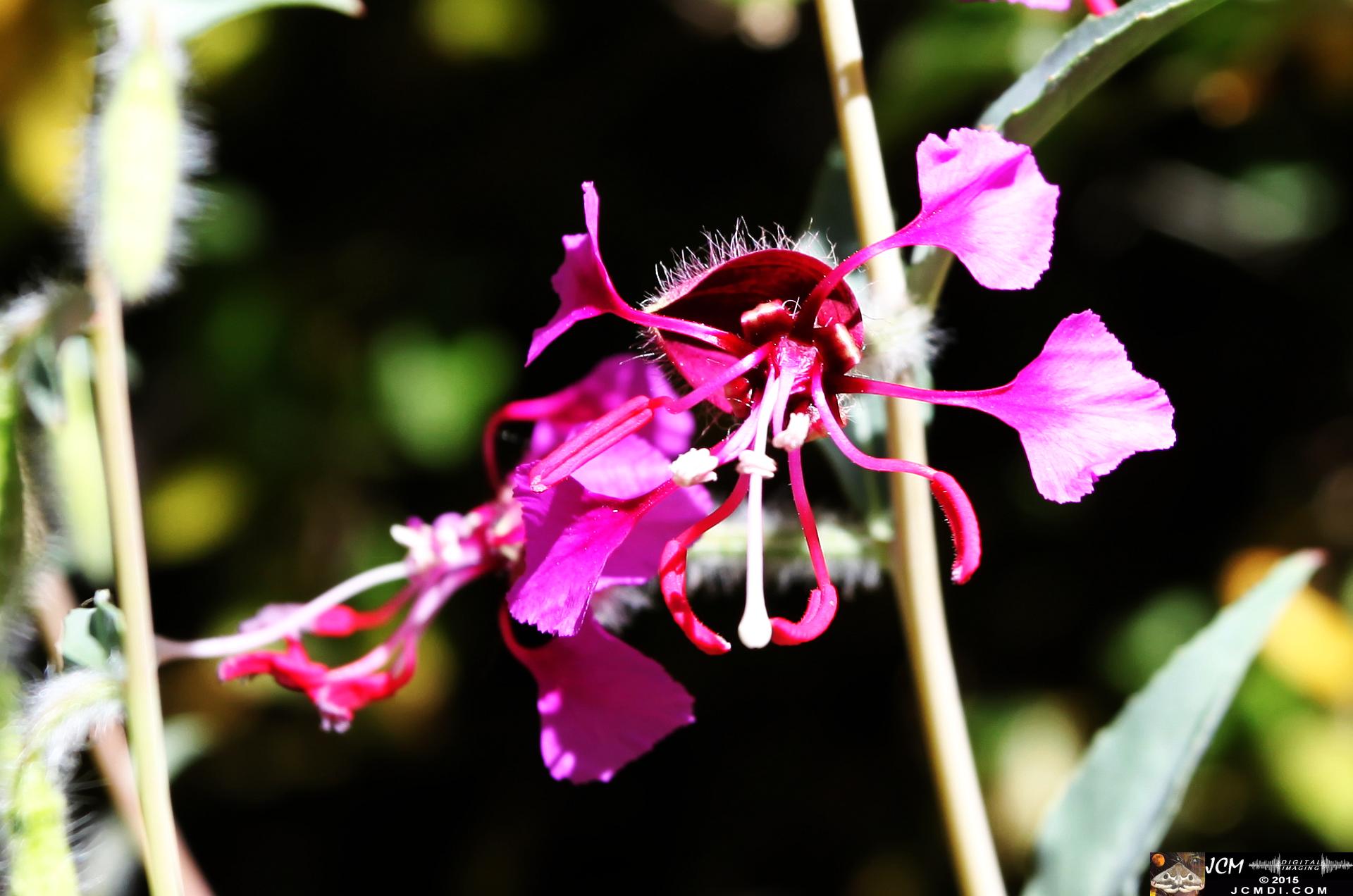 Whitney Canyon Hike purple flowers